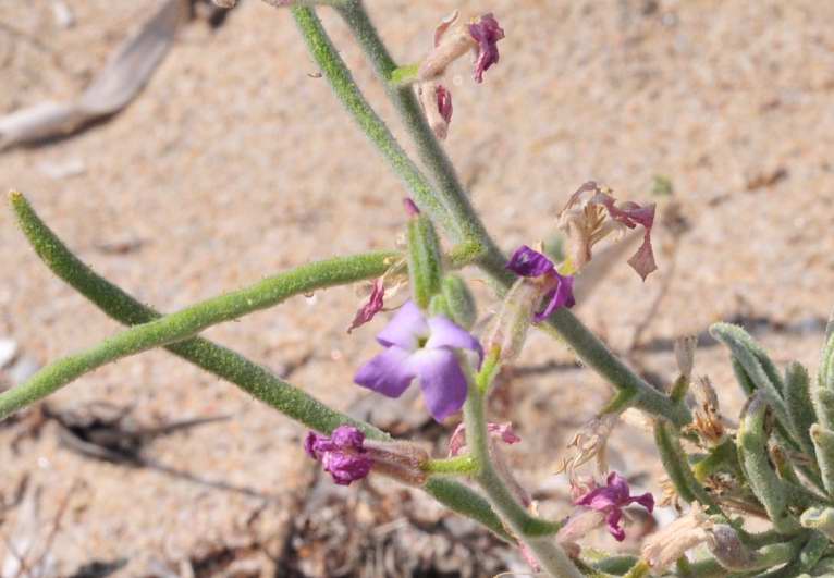 Matthiola sinuata e Matthiola tricuspidata